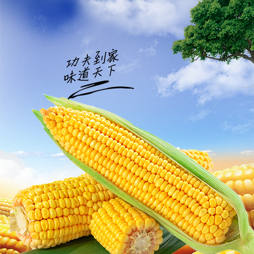 冀农802玉米种子杂交高产大田玉米种籽特大棒耐热抗倒伏抗病春