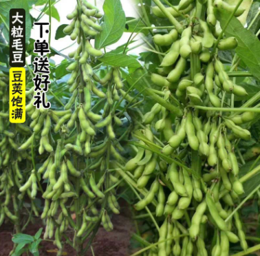 菜毛豆种子早熟高产鲜食豆 非转基因青黄豆黄豆种籽 抗病四季蔬